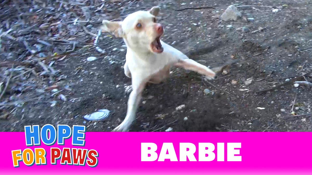 If you love #dogs - you will love this @HopeForPaws rescue video of Barbie: youtube.com/watch?v=e6hnp2… 🐶❤️ #HopeForPaws #Rescue #AdoptDontShop #AnimalRescue #love #dog #dogs