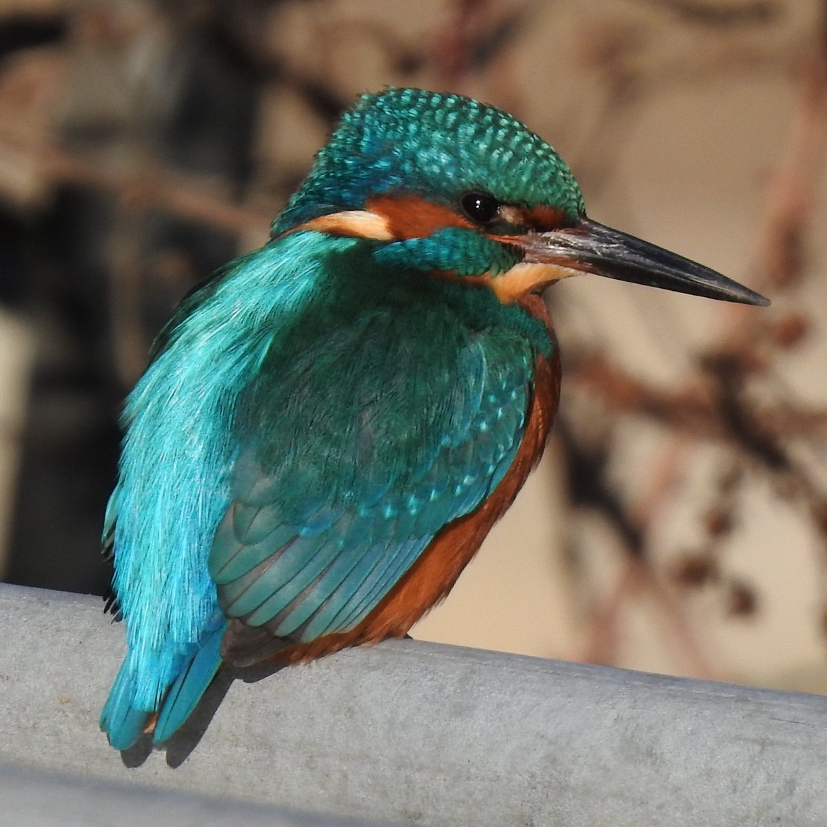 Winter Wonder Glorious sunshine making the kingfisher gleam. #LondonBirds #BirdsSeenIn2024 #nature #wildlife @WildLondon @Natures_Voice @BBCSpringwatch #winterwatch #birdphotography