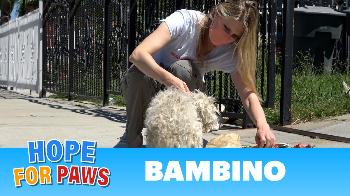 If you love #dogs - you will love this @HopeForPaws rescue video of Bambino: youtube.com/watch?v=82JvhJ… 🐶❤️ #HopeForPaws #Rescue #AdoptDontShop #AnimalRescue #love #dog #dogs