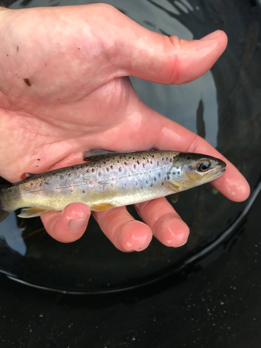 We (WRT) are now advertising for a Fisheries Conservation Officer. I know there are a lot of fishy people on twitter, so please share far and wide. A great opportunity for someone. (You might also get your hands on a few of these beauties!) #FishSci wyreriverstrust.org/vacancies