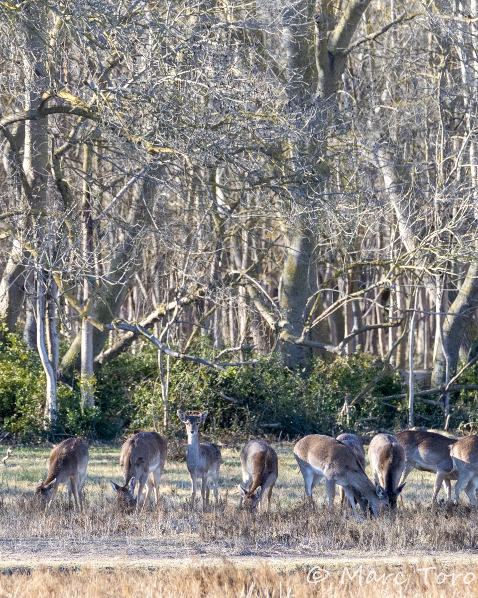 Daina - Gamo - European fallow deer (Dama dama)🦌

#daina #gamocomun #fallowdeer #damadama #wildlifephotography #apnae #xarxadeparcsnaturals #CasanovaFoto #aefona #CanonEspaña #LiveForTheStory #TuFotoNatGeo #CanonR6Markll