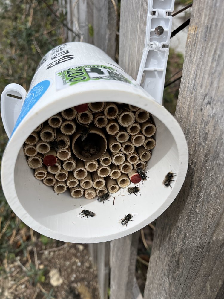 ncrsare's tweet photo. With support from SARE, the Osmia Bee Company is designing a seed mix to support springtime pollinators — particularly mason bees.  https://t.co/q9eSCfXTlr https://t.co/yBF2PLxt95