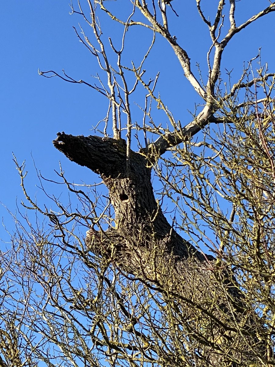 lpsoliver's tweet photo. Tree of the day, looking like a proud stag! I think even @campbellclaret would agree this is a fine tree! https://t.co/X7KZXiHLVf