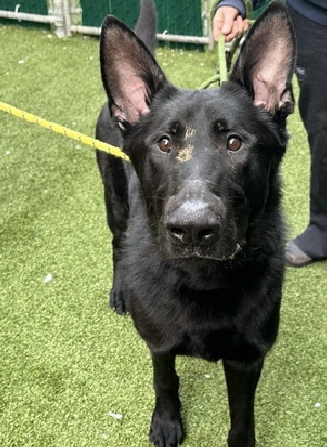 HOURS LEFT, DELISTED in preparation TBK in NYCACC: a stray who was taken in by his finder for one week, Lee 191104 arrived Jan 9, just 4 years old and in desperate need of love. Failed by his family, he’s scared and in need of a chance. A beautiful Shepherd who takes treats