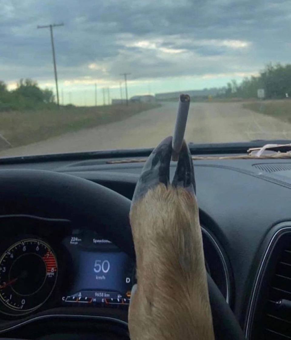berglopa's tweet photo. @fwTyo @fwTyo 🐐

@GoatedCoin https://t.co/H5png997jh