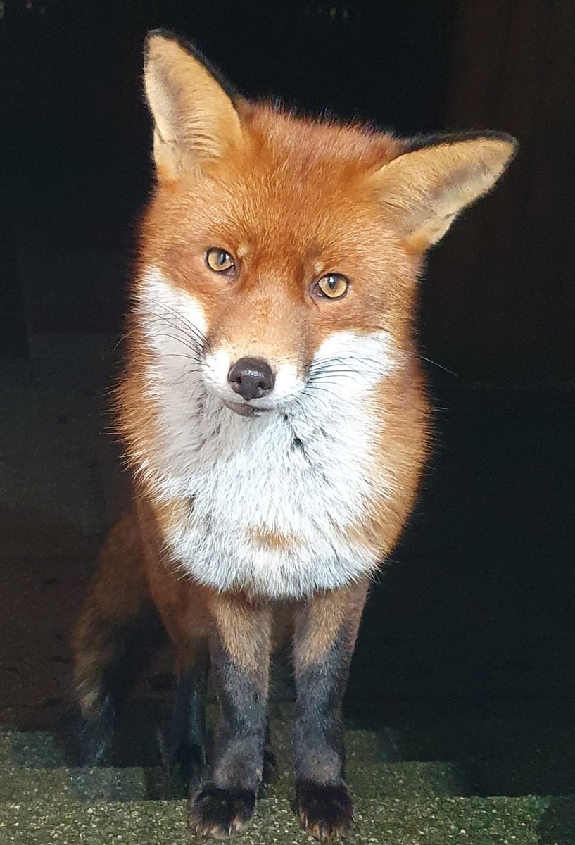 This wee fox has been visiting for nearly two years this spring...I'm in awe every time I open my door and she's there...I never ever take it for granted...🦊💚