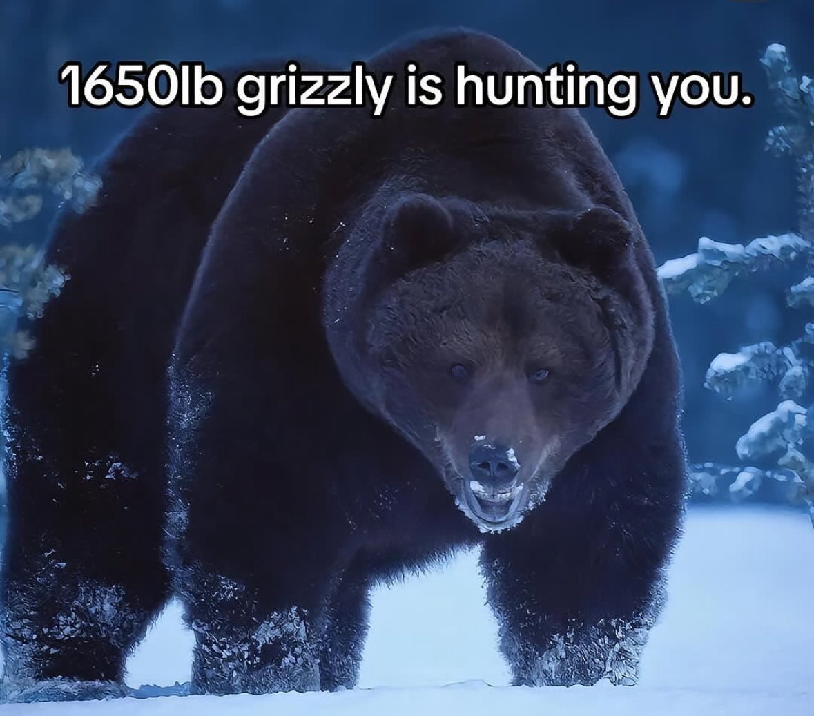 wyattjanning's tweet photo. The grizzly? Its you. https://t.co/IkwaCPuKYA