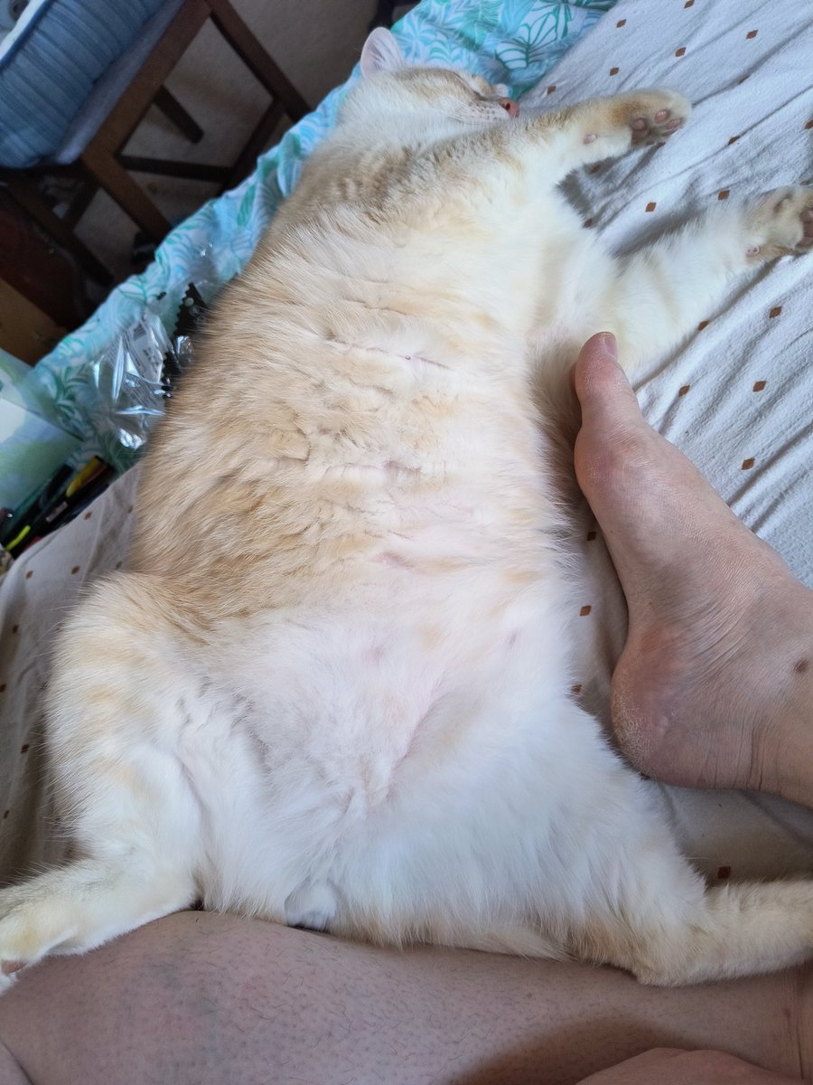 GooseyJen's tweet photo. No improvement yet 😿 

I was approved for a payment plan, but I'll still need to pay a percentage when he's ready to come home (hopefully SOON), between $300-$400.

If you can help, please help! If you can share, please share! And TYSM in advance ❤️
https://t.co/2cWLj7hsbq https://t.co/4mujwBd7Bg