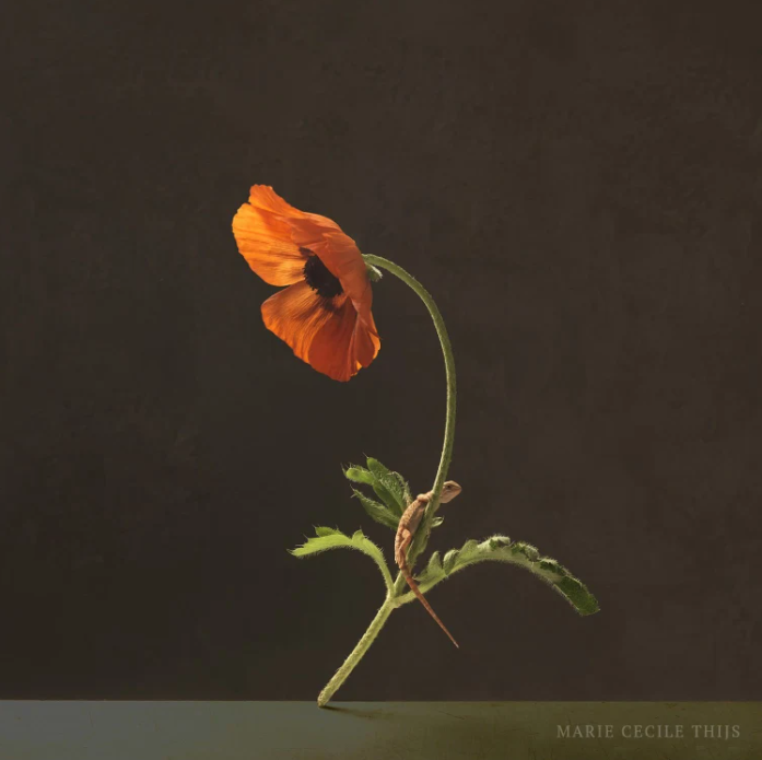 Dutch Culture USA tweet media