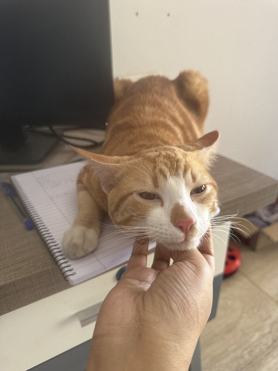 slayyoni's tweet photo. LOOK AT MY DUMBASS CAT. LOOK AT THAT BEAUTIFUL FACE. I WOULD KILL FOR HIM. https://t.co/LUvrdqmLdf