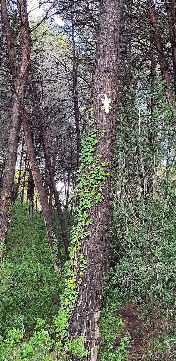 💪🏽
SEGUIM treballant fins aconseguir la PROTECCIÓ INTEGRAL del bosc de Volpelleres
✊🏽
<a href="/juntsxstc/">Junts per Sant Cugat 🎗</a> <a href="/ERCSantCugat/">Esquerra Sant Cugat</a> <a href="/ecp_santcugat/">Sant Cugat En Comú Podem</a> <a href="/cupsantcugat/">CUP SantCugat</a> <a href="/Cugat_Psc/">PSC Sant Cugat / ❤️</a> <a href="/PPSantCugat/">Partit Popular de Sant Cugat</a> <a href="/Vox_SantCugat/">VOX Sant Cugat Del Vallès</a> <a href="/josepmvalles/">Josep Maria Vallès</a>
<a href="/jordiPuignero/">Jordi Pu1gnerO</a> <a href="/bernatpicornell/">Bernat Picornell Grenzner</a> <a href="/ElenaVilaGomez/">Elena Vila / ❤️</a> <a href="/marcvilahur/">Marc Vilahur</a> <a href="/elCarles/">Carles Castell Puig</a> <a href="/MeteoMauri/">MeteoMauri</a>