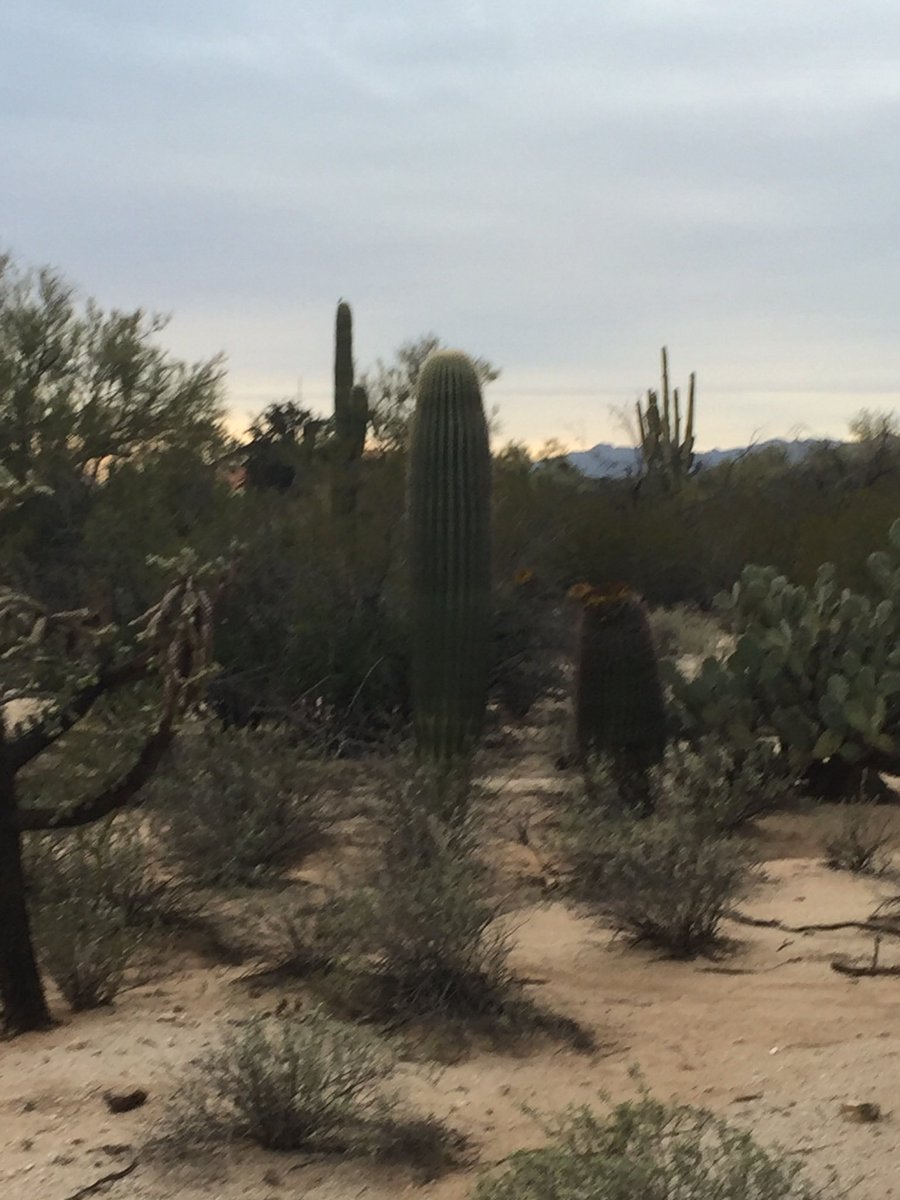 Freezing, cold, waiting for Spring🌹 Warm up with this delightful short story collection- Spring Paths. Checkout my #fivestar #bookreview #mustreads #shortstories #Folllow <a href="/hudson_allan/">Allan Hudson</a>  @BowieChuck <a href="/AngelaWrenAuthr/">Angela Wren</a> <a href="/AngellaCormier/">Angella Cormier</a> <a href="/SCEston/">S.C. Eston</a> @PierreCArsent