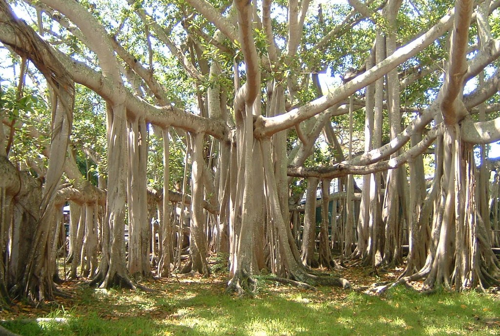 The largest Banyan tree alive today is in India and covers 4.7 acres. How incredible is that?! 
science.howstuffworks.com/life/botany/un… #biocharsoil #terrapreta #naturescure