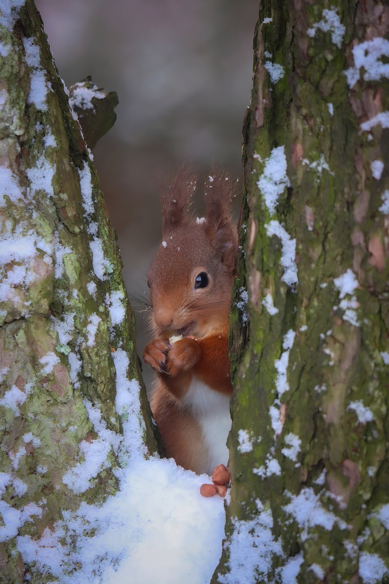 By the look of this cheeky face Someone seems to be enjoying the peanuts I put out 😍 @BBCSpringwatch @ScotSquirrels @SquirrelAccord #Winterwatch #redsquirrels #lossiemouth #snow