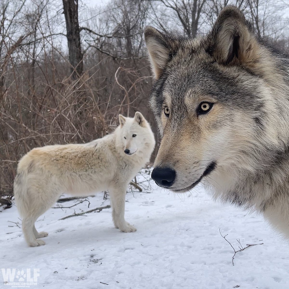 Two models 😍

Which wolf is more handsome, Nikai (L) or Silas (R)? Vote below ⬇️

(Trick question, they're both stunning!)