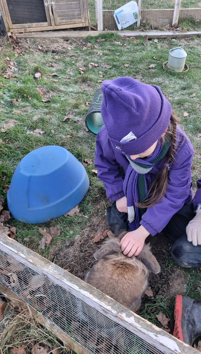 Today was the first visit inside the pig paddock for #YorkHouseY2 smallholding club! They were fantastic and finished off the club with a visit to the chickens and Ronald the rabbit had lots of attention! #smallholding @YorkHouseSch