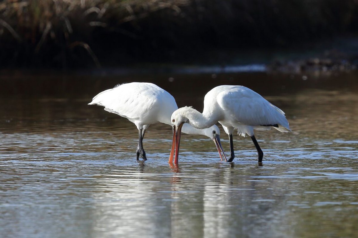 Spoonbill are a regular Winter feature at RSPB Arne - bit.ly/ArneSpoonbills In Spring 2020, Spoonbill chicks fledged at RSPB Havergate Island, the first successful breeding in Suffolk for over 300 years - thanks to dedicated conservation work! #Winterwatch Photo: Terry Bagley