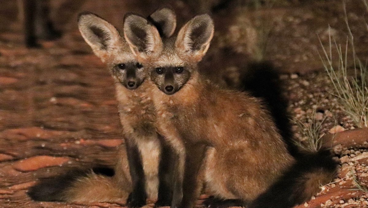 At the height of summer, the excitement of going on a night drive may include #wildlife encounters with some of Africa’s most elusive species: the black-backed #jackal, brown #hyena, #aardwolf, and bat-eared #foxes. #Tswalu #PrivateSafari #SouthAfrica