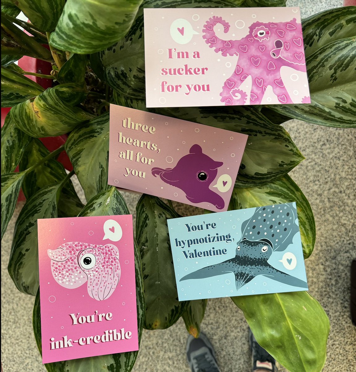 Sarah McAnulty, Ph.D (@sarahmackattack) on Twitter photo Do you like Squid Facts?
🔲Yes
🔲No
<a href="/invertebabe/">meg mindlin</a> designed valentines to infuse some science into your celebrations!
The back of each card has a fact about the species, and of course the classic to: & from: space.
Get 'em here
squidfacts.bigcartel.com/product/valent…
Supports <a href="/SkypeScientist/">Skype A Scientist</a>! Do you like Squid Facts?
🔲Yes
🔲No
<a href="/invertebabe/">meg mindlin</a> designed valentines to infuse some science into your celebrations!
The back of each card has a fact about the species, and of course the classic to: & from: space.
Get 'em here
squidfacts.bigcartel.com/product/valent…
Supports <a href="/SkypeScientist/">Skype A Scientist</a>!