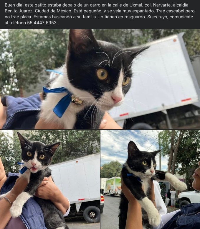 MascotasSismo's tweet photo. Se busca a su familia: Gato pequeño (cachorro), aprox. 4-5 meses de edad, color blanco con negro (tuxedo), ojos amarillos, listón azul con cascabel. Encontrado 18/ene/24 en calle Uxmal, col. Narvarte, Benito Juárez, CDMX.
(Vuelvo a subir porque puse mal la fecha) https://t.co/w5PsWdv7Jv