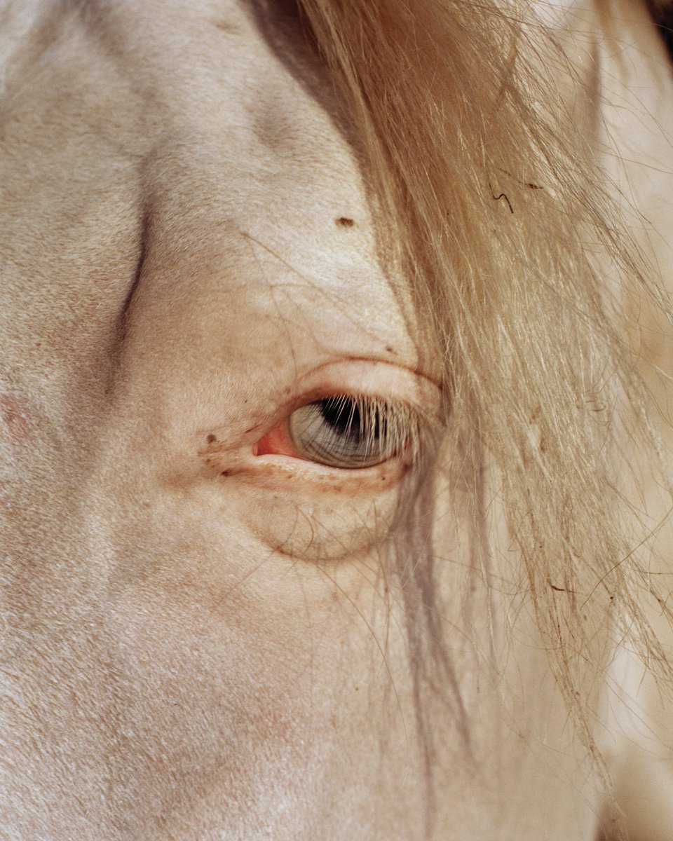 Valentino Bellini tweet media