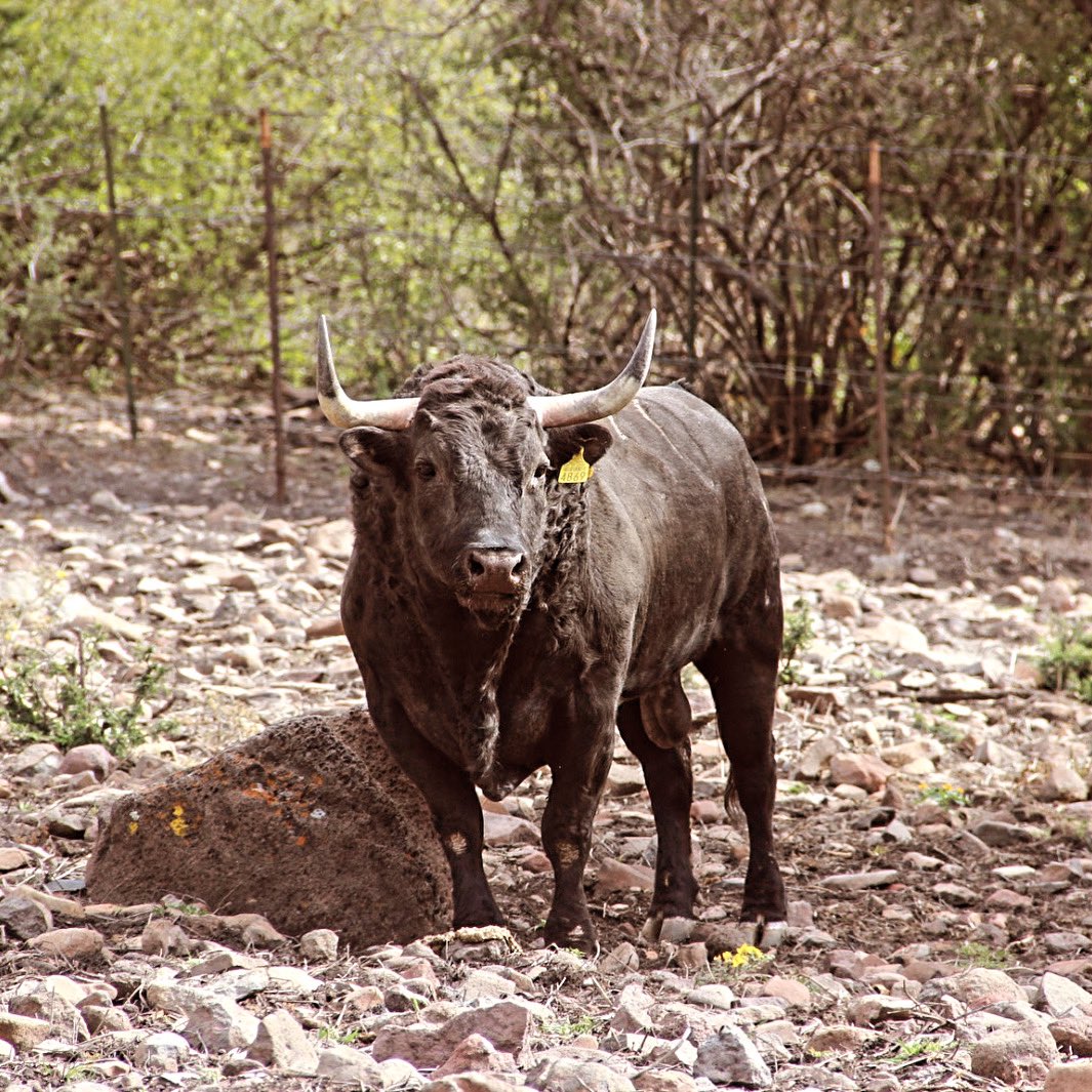 Bienvenido, el toro de México. #conservandoelorigen #yosoymexicano #toros #taurinos
