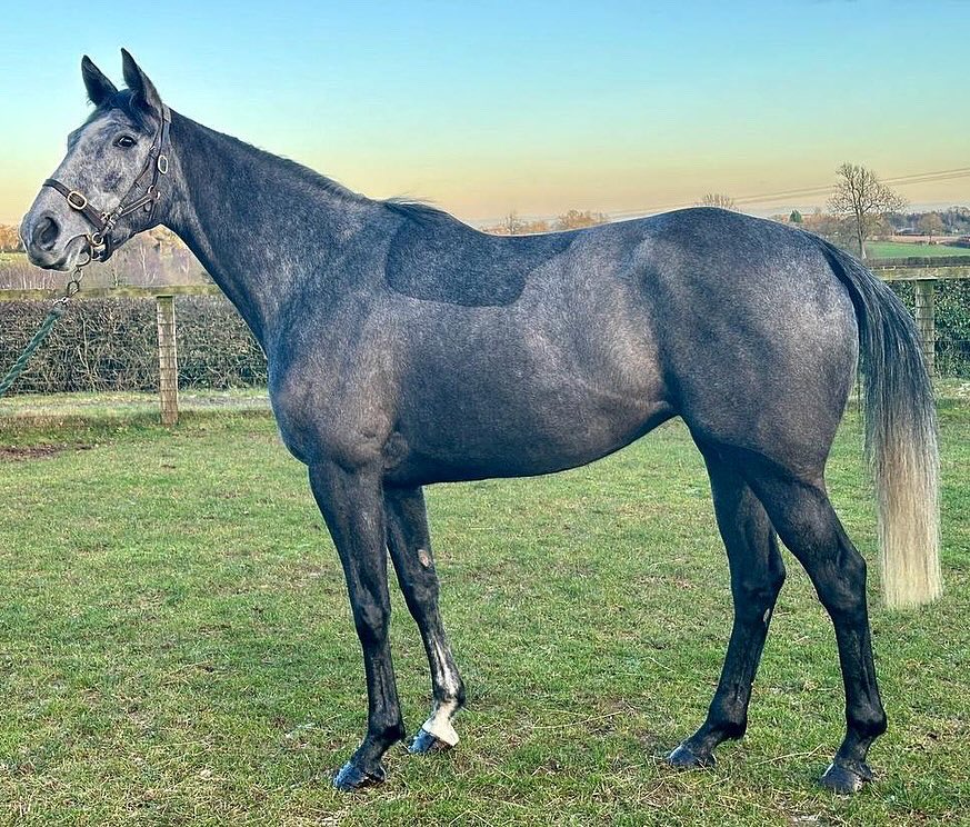 Lot 31 from Goldford’s draft for @GoffsUK January Sale ❄️

SUMMER BRISE, a 5yo mare for the HIT section, by Kapgarde (@haraslahetraie) out of Brise Vendeenne, a black type racemare & sister to Vroum Vroum Mag 🏎️ 

50% @GB_Bonus qualified ♦️

#GoldfordGrads #GoffsJanuary