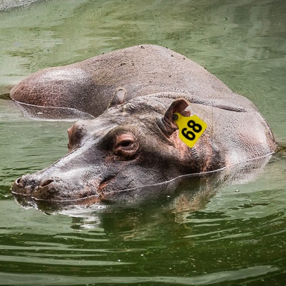 camilo restrepo (@restrepator) on Twitter photo El Ministerio del Medio Ambiente junto con los animalistas han encontrado la fórmula perfecta para el control, la reducción del riesgo y el cuidado de los #hipopotamosinvasores en Colombia: marcarlos como a las vacas.
<a href="/brigittelgb/">Brigitte Baptiste-Ballera</a> <a href="/N_CastelblancoM/">Nataly Castelblanco</a> <a href="/andreanimalidad/">Andrea Padilla Villarraga🐆</a> @VMallarino El Ministerio del Medio Ambiente junto con los animalistas han encontrado la fórmula perfecta para el control, la reducción del riesgo y el cuidado de los #hipopotamosinvasores en Colombia: marcarlos como a las vacas.
<a href="/brigittelgb/">Brigitte Baptiste-Ballera</a> <a href="/N_CastelblancoM/">Nataly Castelblanco</a> <a href="/andreanimalidad/">Andrea Padilla Villarraga🐆</a> @VMallarino