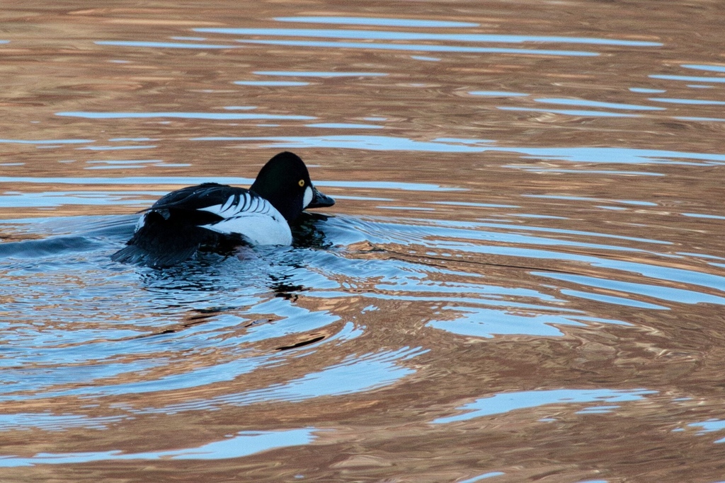 Its great to see that we have a Goldeneye duck overwintering on Ennerdale water. Thanks to Jane Lawson for the great photo.