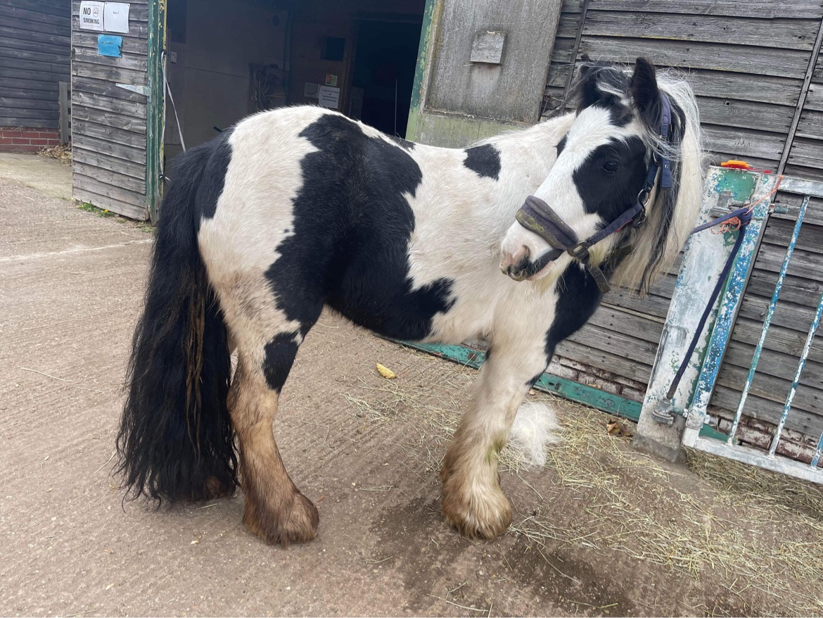 🐴 Ruby 🐴
Who's the most popular pony on the yard?
Here's Ruby, she has so be one of the sweetest little things on earth, but is she your favourite too?
Drop a 💜 in the comments below and post your favourite pictures of her