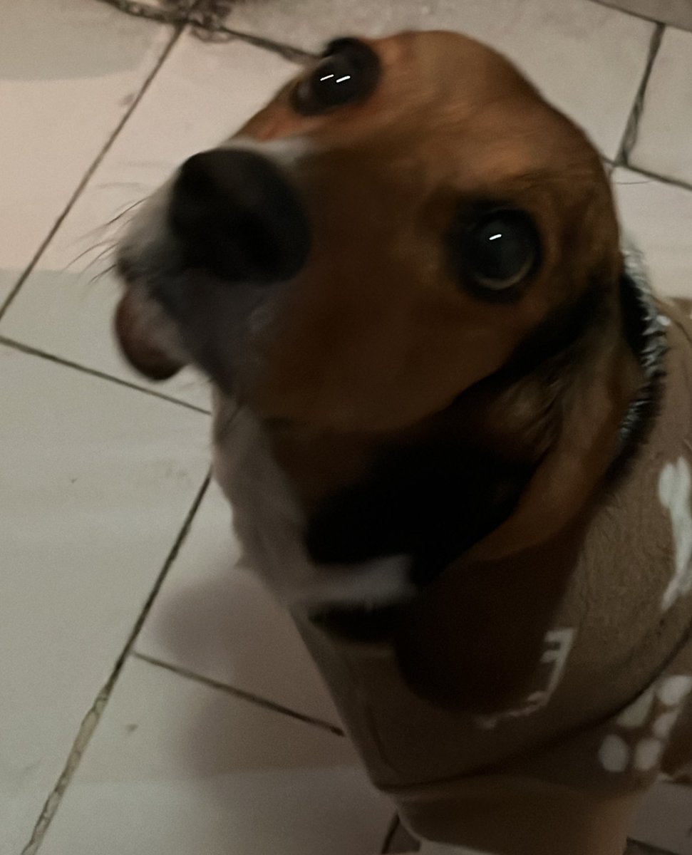 Fátima Reyes tweet media