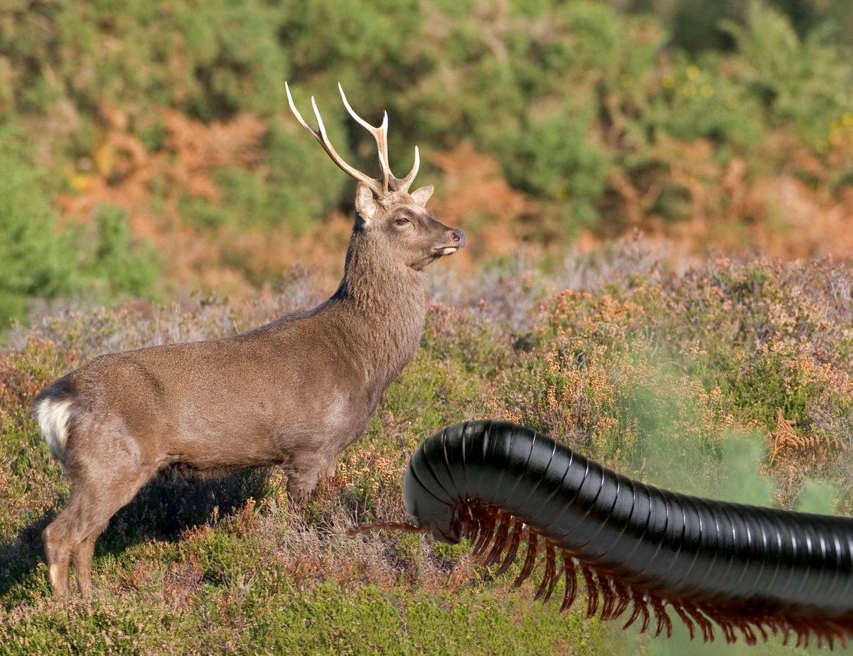 Hmm, Sika Stag or GIANT MILLIPEDE? 🤯 We know which we’d rather spot whilst walking at RSPB Arne! #Winterwatch @BBCSpringwatch @RSPBDorset