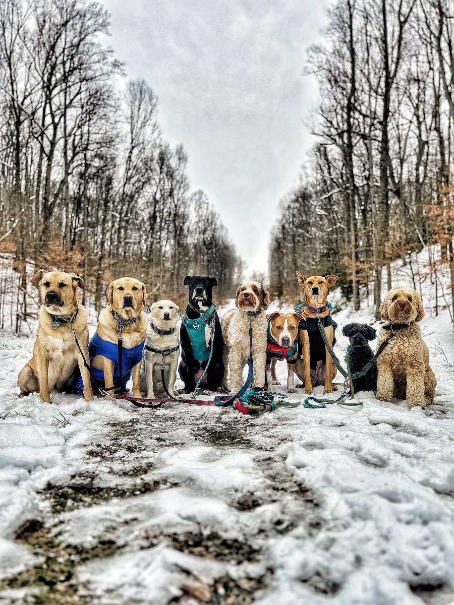 DCDogHikes's tweet photo. We hike. https://t.co/WDWW5mvdv1