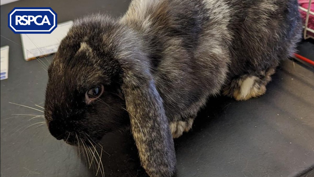 Multiple rabbits were flung from a moving vehicle in #Derbyshire on December 14th with only one lucky survivor who is now in our care 💔 

📞If you have any info, please contact 0300 123 8018

#JoinTheRescue to help us tackle the rise in abandonments: bit.ly/4792BOb