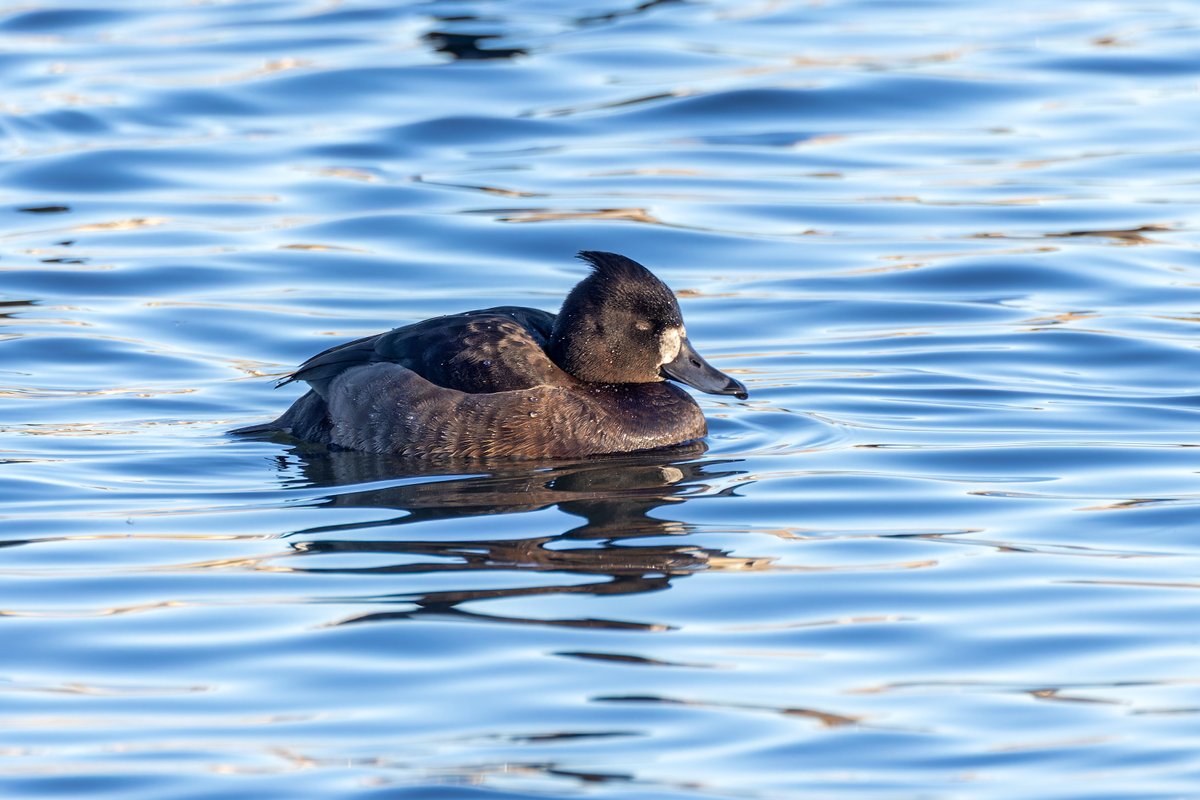 Common Pochard (Aythya ferina), Greater Scaup (Aythya marila) & Tufted Duck (Aythya fuligula) Killingworth, Northumberland, UK #birds #ukbirding #ukwildlife #ducks