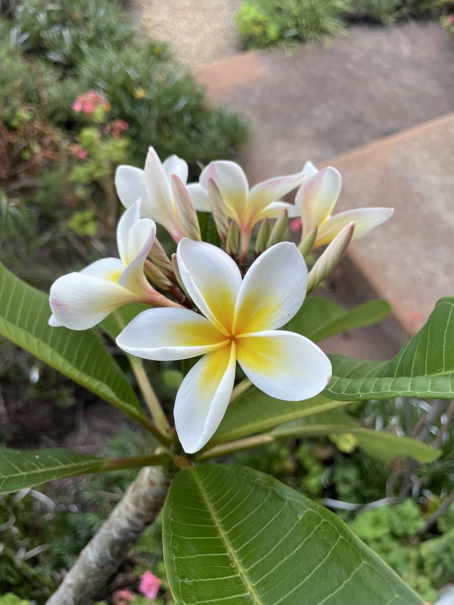 Good morning! The Frangipani is enjoying summer!!