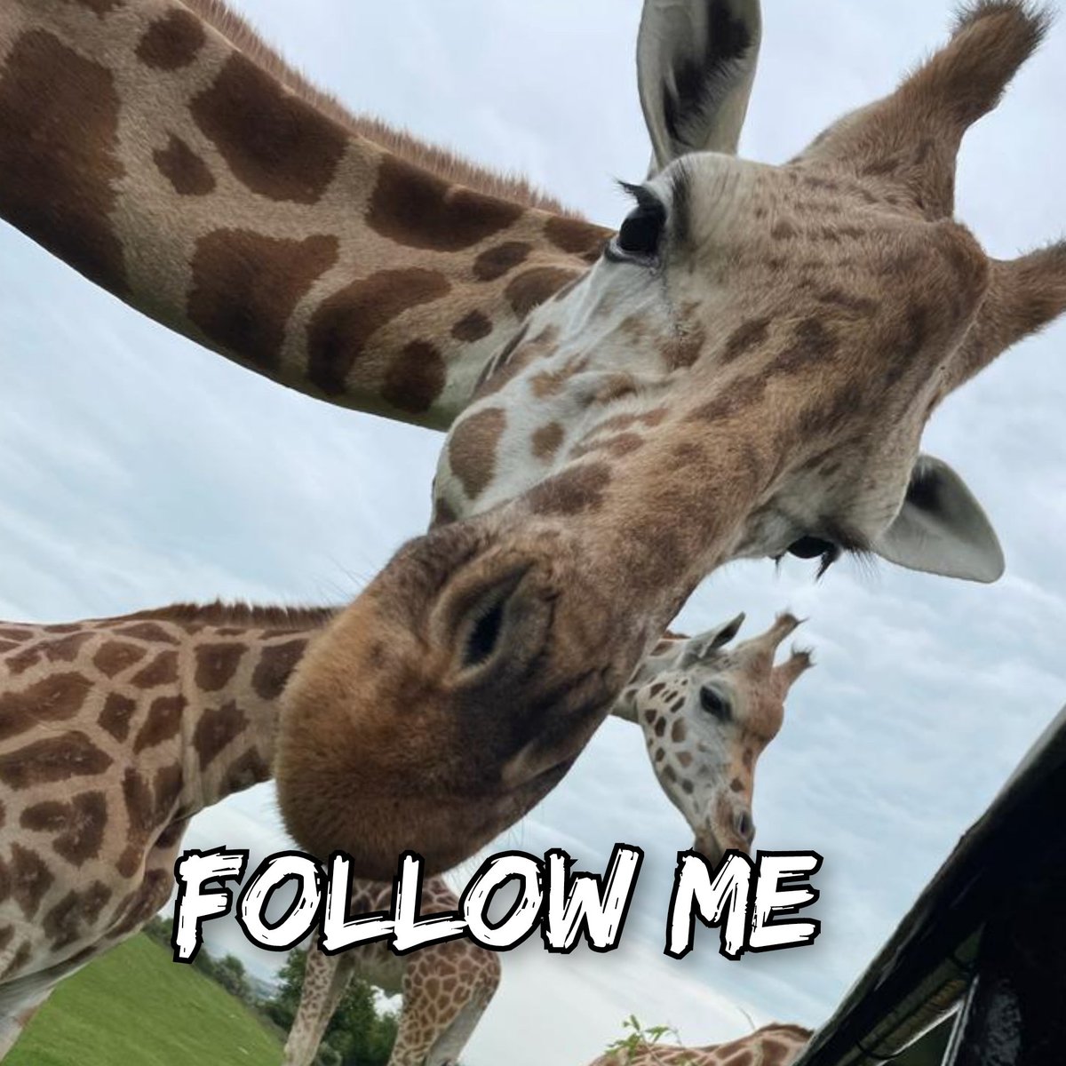 HelpAnimals25's tweet photo. 901 followers - can we get to 1000 animal  loving followers by the end of January?

#AnimalLovers 
#followfriday 
#helpusgrow
#OneVoice 
#helpanimals https://t.co/em2EfdiM7f