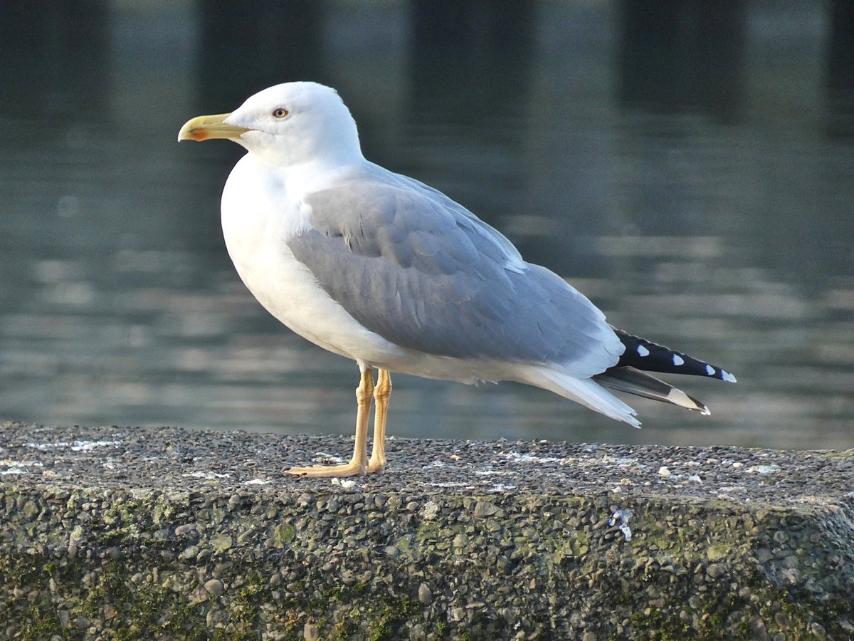 creek_robert's tweet photo. Adult Yellow-legged Gull showing well at Salford Quays on Sunday morning.
I think it’s a quality individual this one.
#yellowleggedgull https://t.co/gaT8ylJTGM