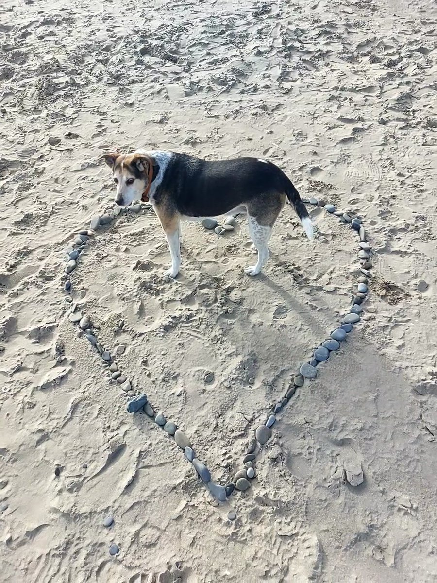 Susann Sullivan tweet media