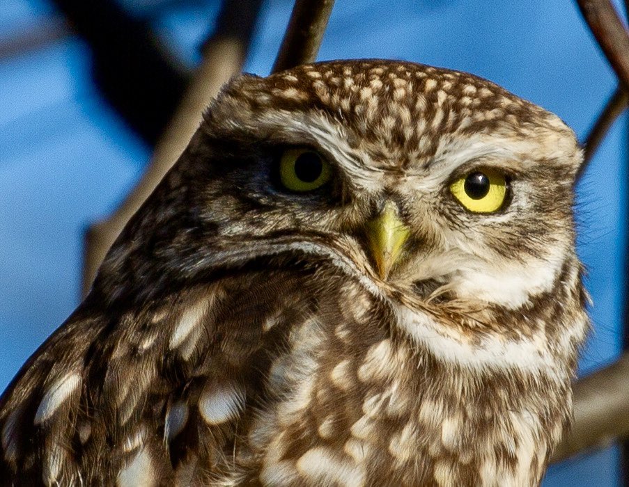 2 little owls on Wanstead Flats today enjoying the sun. <a href="/CoLEppingForest/">Epping Forest</a> @BBCCountryfile