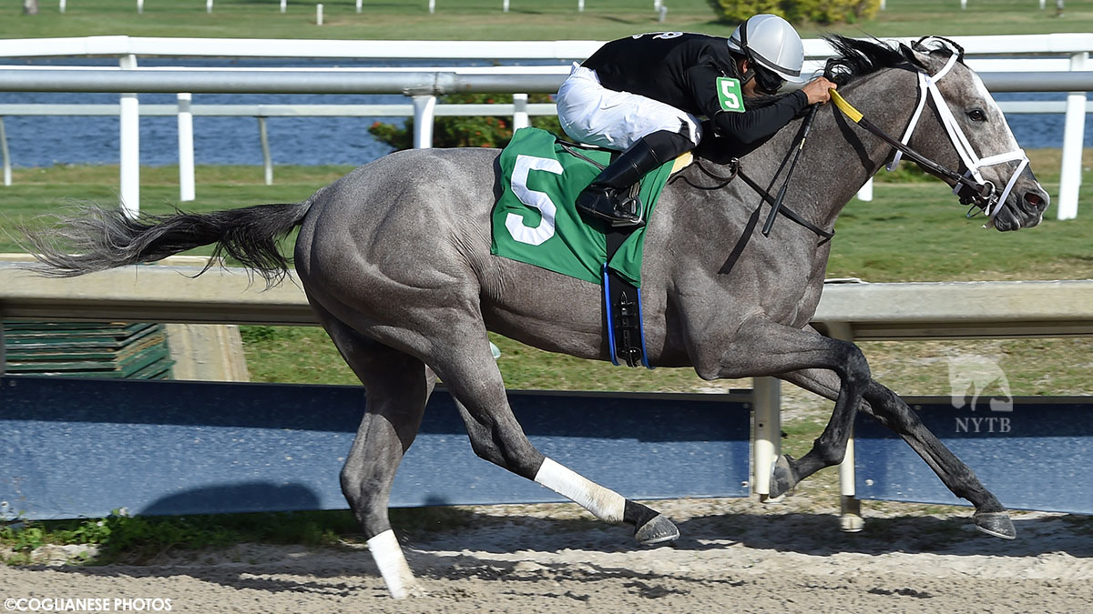 Brian Culnan-bred Ny Traffic is among those invited to the <a href="/PegasusWorldCup/">Pegasus World Cup</a>! The G1P millionaire, born at <a href="/GallaghersStud/">Mallory Mort</a>, was most recently third in the G3 Harlan's Holiday. #ThrowbackThursday to Jan. 2020 and the big-time allowance win that put him on the Triple Crown trail!