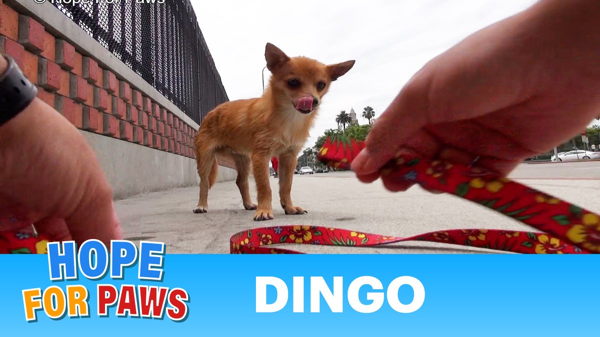 If you love #dogs - you will love this @HopeForPaws rescue video of Dingo: youtu.be/JOwmqPPkjww 🐶❤️ #HopeForPaws #Rescue #AdoptDontShop #AnimalRescue #love #dog #dogs