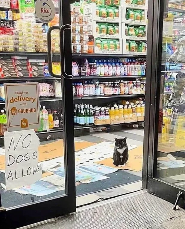 Dont Show Your Cat tweet media