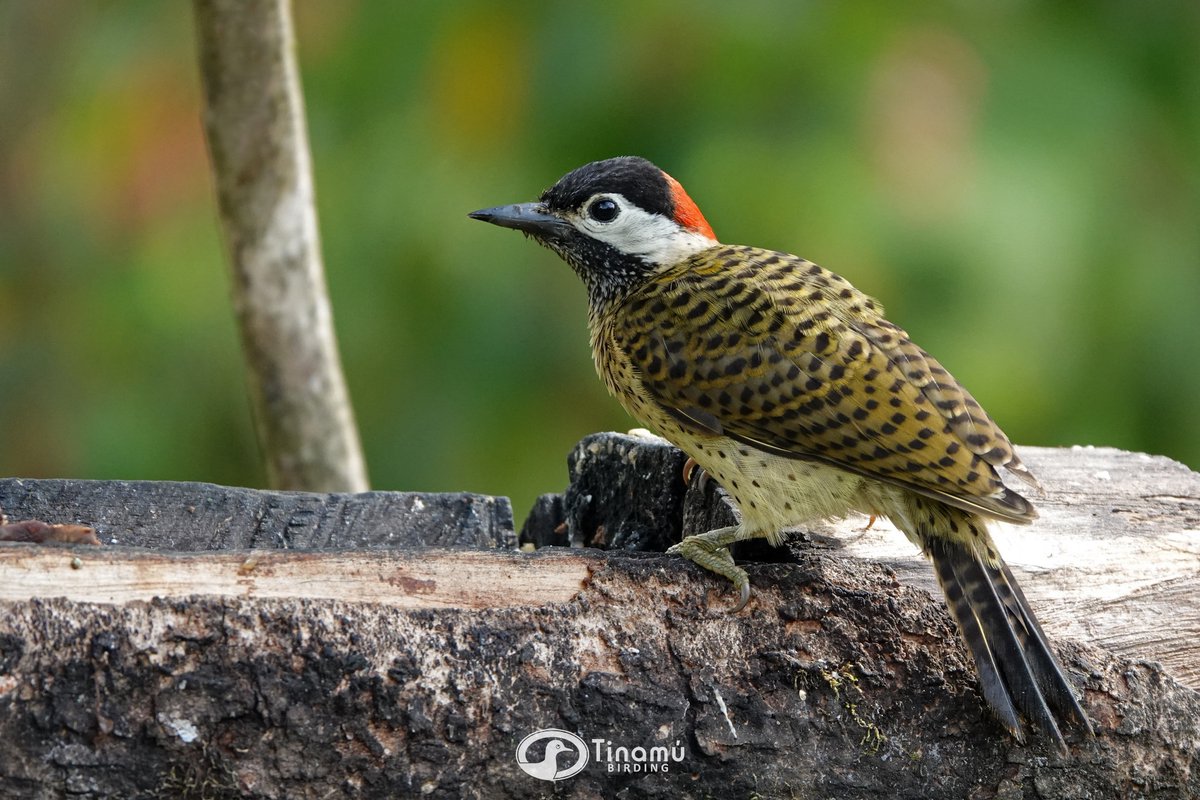 #Woodpeckers friendly to #BirdPhotographers, especially this Spot-breasted Woodpecker (Colaptes punctigula) that poses on the feeder, and its contrasts in plumage are very original!

#birdwatching #birdwatchers #birdappreciating #birdlearning