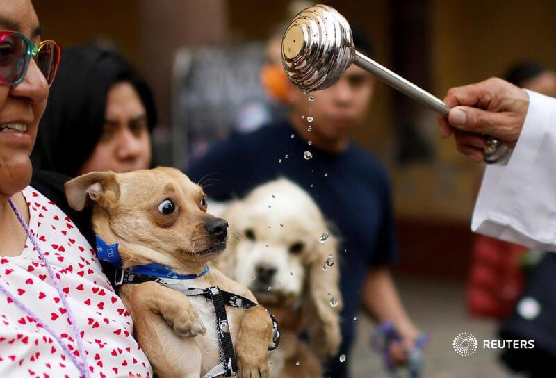 rbarriosfuentes's tweet image. La foto del día. 😃

El momento en el que un perro es bendecido por un sacerdote, como parte de la fiesta de San Antonio Abad, santo patrón de los animales. 

Imagen tomada en Xochimilco, CDMX, por Raquel Cunha, de la agencia Reuters.