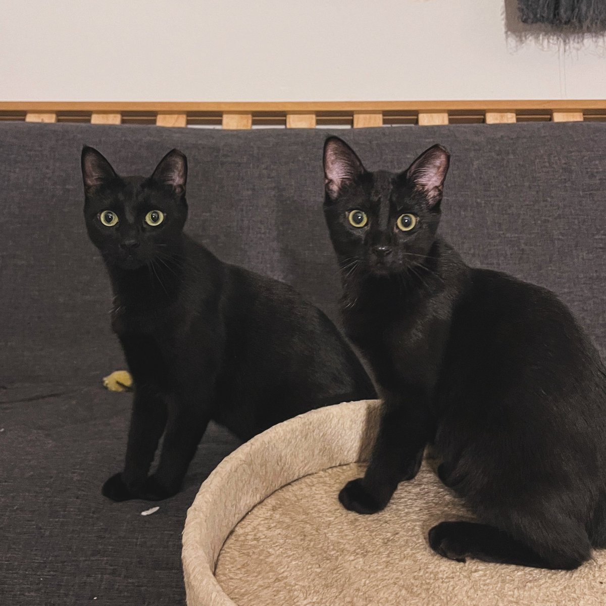 Summer (rear) and her baby Winter are ready to be adopted together! Autumn. Winters sibling, was adopted today, and now it’s their turn! #AdoptDontShop #KittensOfTwitter #rescuekittens