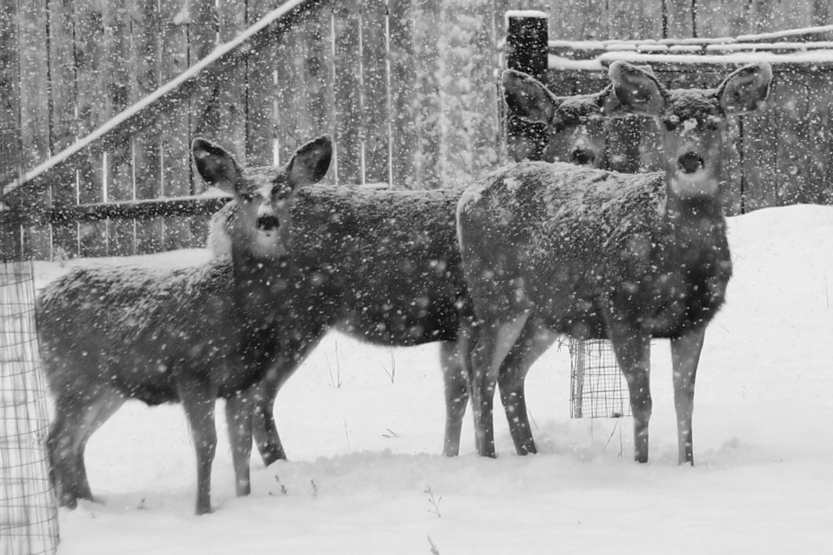 sydwrite's tweet image. #blackandwhite 
#monochrome
#noiretblanc
#fineartphotography
#sandradaltonphotography
#wildlifephotography
#deer
#snow