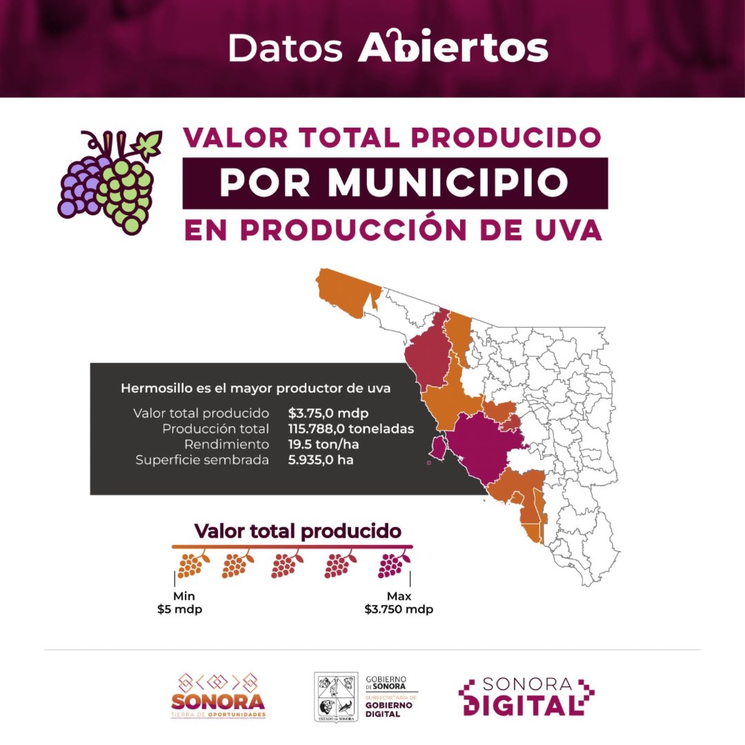 En el 2023, la uva de mesa 🍇 predominó en un 45% de las hectáreas frutales en Sonora. Hermosillo destacó al sembrar un 63%, consolidándose como el líder uvero. ¡Sonora, un desierto de tierra fértil y lleno de sabores! 🌱🌞#AppSonoraDigital #DatosAbiertos #SAGARHPA #UvaMesa