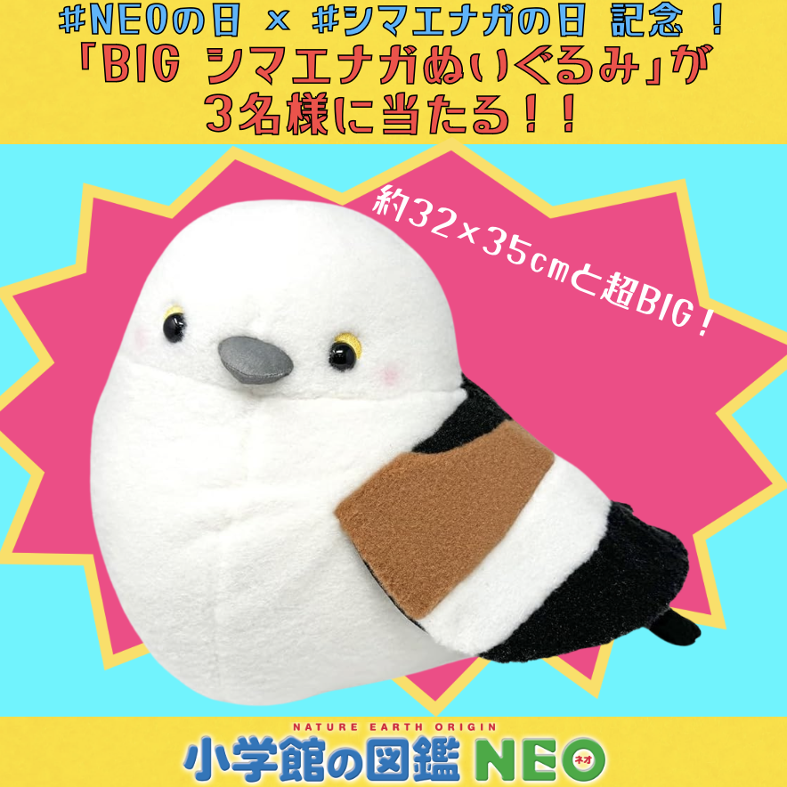 ZUKAN_NEO_PR's tweet photo. 今日は #NEOの日＆ #シマエナガの日 です✨

そこで‼️フォロー&amp;この投稿をリポストで、
モフモフまん丸な「シマエナガぬいぐるみ」を
3名様にプレゼント🎁2月20日〆です💨

小学館の図鑑NEO『鳥』といっしょに
お部屋でバードウォッチング🦜
https://t.co/kXQtPm3xnD https://t.co/Xv4gktYx6N