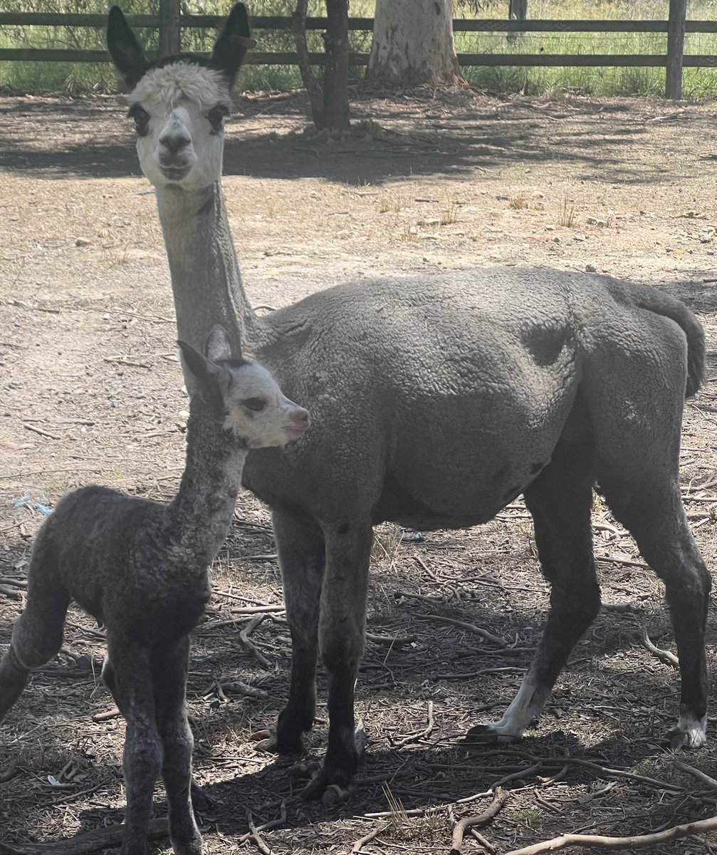 He’s been named!

Meet Desiderata Hasani Grey Kito!

Sire: Canchones Neo Galahad ET. Black
Dam: Malakai Lakeisha. Medium Grey

Can’t wait to see how he grows

#alpaca #baby #alpacashenanigans #australianfarming #cute #betterthansheep